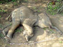 ಅವಧಿಗೆ ಮುನ್ನ ಜನಿಸಿದ ಮರಿಯಾನೆ ಸಾವು